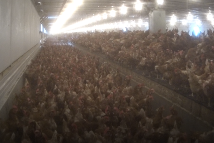 Wigdor LLP & PETA Foundation Attorneys File Landmark Consumer Fraud Class Action Lawsuit Against Nellie’s Free Range Eggs